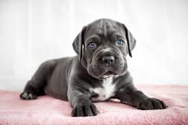 Alles was Sie über den Cane Corso wissen müssen